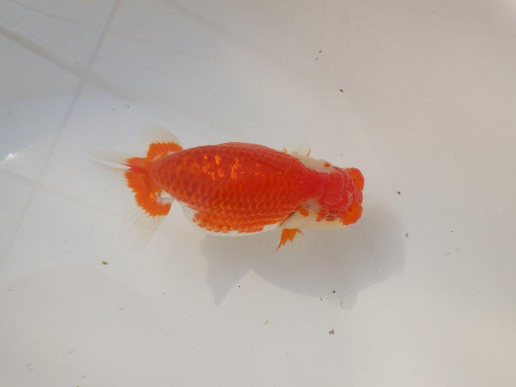 【全国トップブリーダー山田芳人氏】ご鑑賞お勧め!!明け二歳らんちゅう 約12㎝