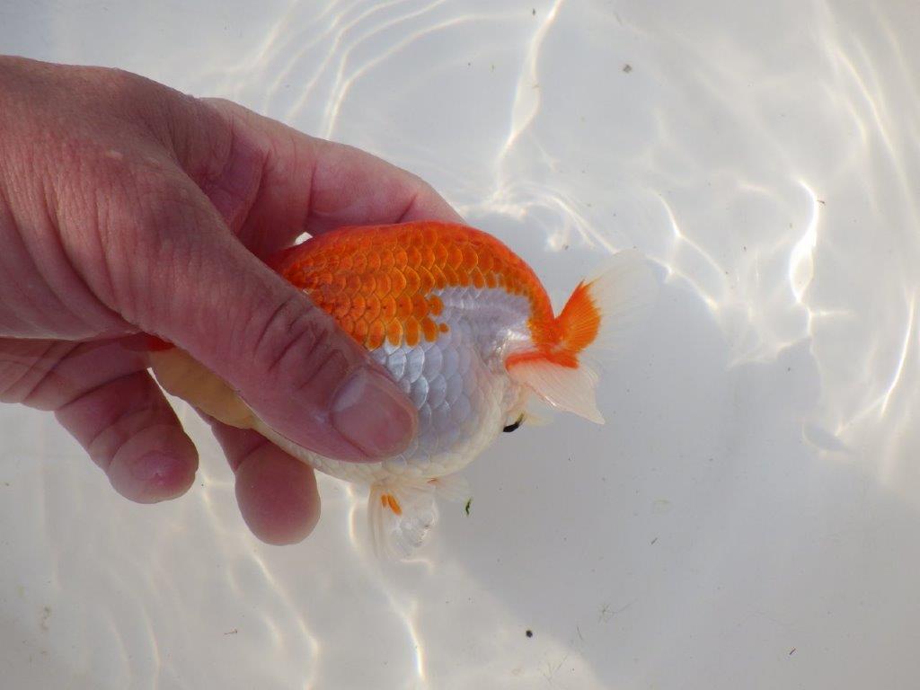 【全国トップブリーダー山田芳人氏】ご鑑賞お勧め!!明け二歳らんちゅう 約12㎝