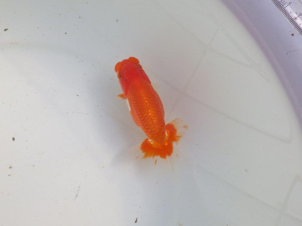 【愛知 伊藤孝広 氏】種にも魅力を感じる明け二歳らんちゅう 約12㎝ オス？の上身