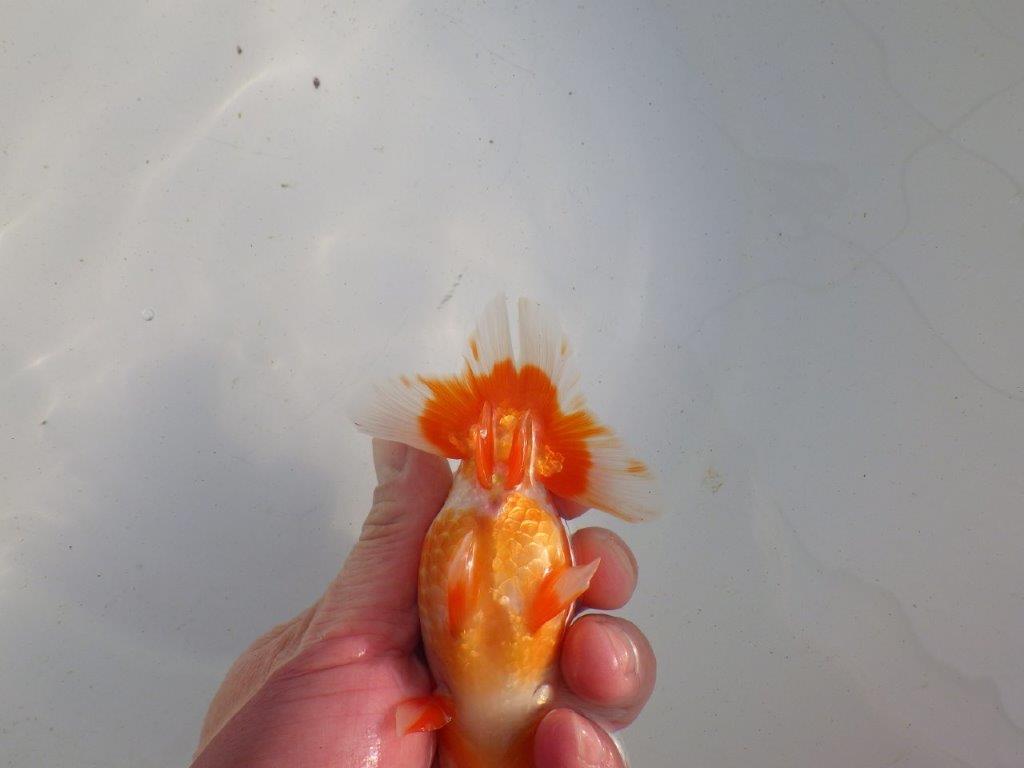 【愛知 伊藤孝広 氏】種にも魅力を感じる明け二歳らんちゅう 約12㎝ オス？