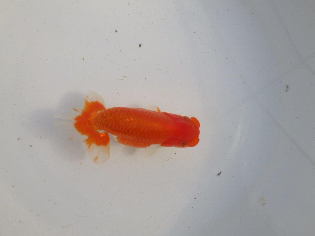 【愛知 伊藤孝広 氏】種にも魅力を感じる明け二歳らんちゅう 約12㎝ オス？