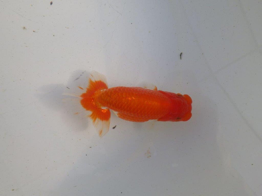 【愛知 伊藤孝広 氏】種にも魅力を感じる明け二歳らんちゅう 約12㎝ オス？