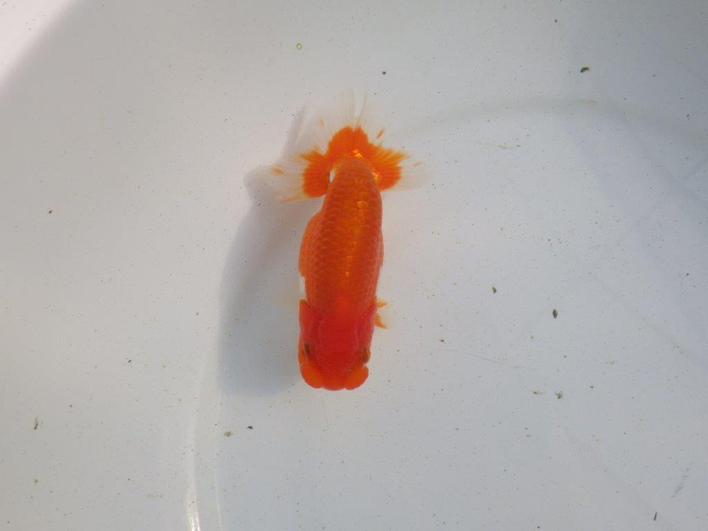 【愛知 伊藤孝広 氏】種にも魅力を感じる明け二歳らんちゅう 約12㎝ オス？