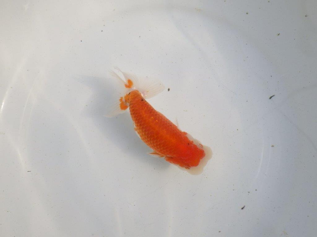 【愛知 伊藤孝広 氏】上見も横見もお勧め明け二歳らんちゅう 約12,5㎝ メス？