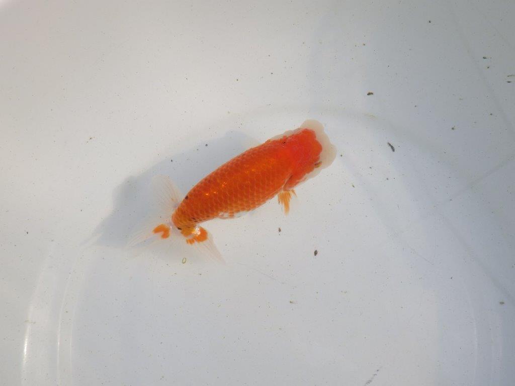 【愛知 伊藤孝広 氏】上見も横見もお勧め明け二歳らんちゅう 約12,5㎝ メス？