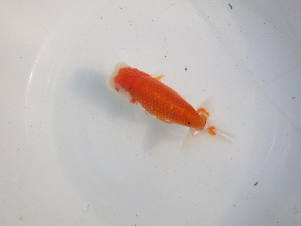 【愛知 伊藤孝広 氏】上見も横見もお勧め明け二歳らんちゅう 約12,5㎝ メス？