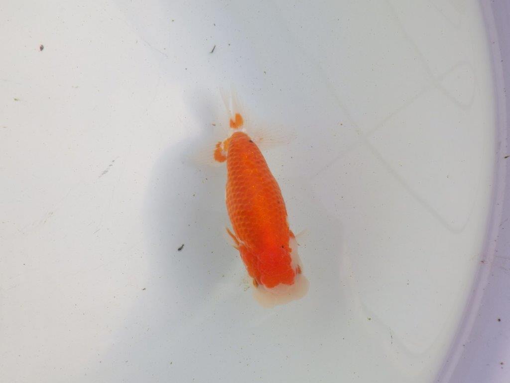 【愛知 伊藤孝広 氏】上見も横見もお勧め明け二歳らんちゅう 約12,5㎝ メス？