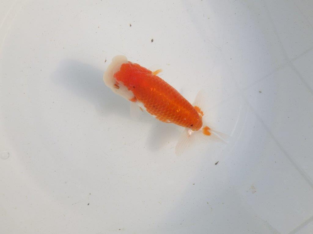 【愛知 伊藤孝広 氏】上見も横見もお勧め明け二歳らんちゅう 約12,5㎝ メス？