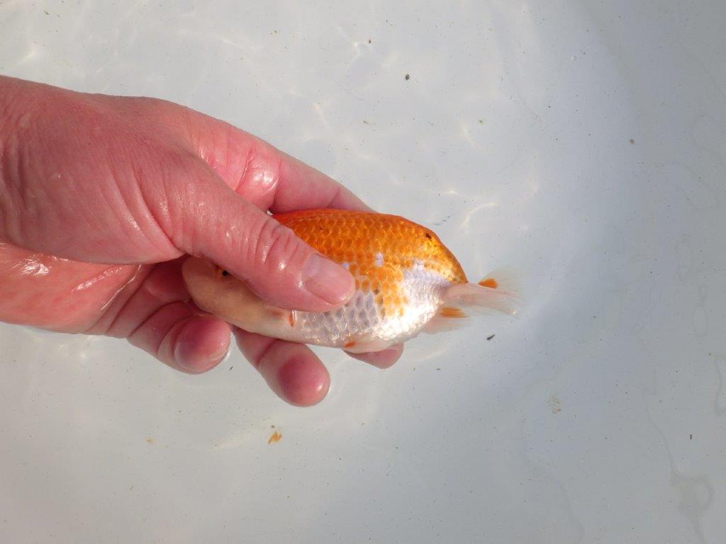 【愛知 伊藤孝広 氏】上見も横見もお勧め明け二歳らんちゅう 約12,5㎝ メス？