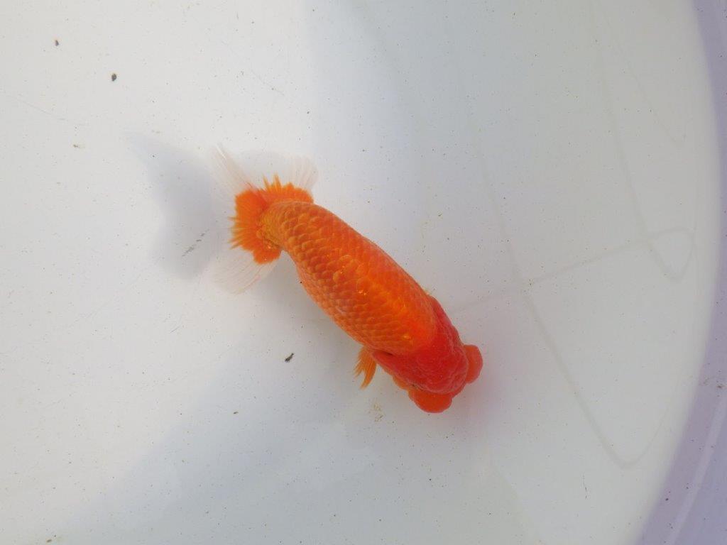 【愛知 伊藤孝広 氏】種にもお勧めしたい明け二歳らんちゅう 約13,5㎝ オス?