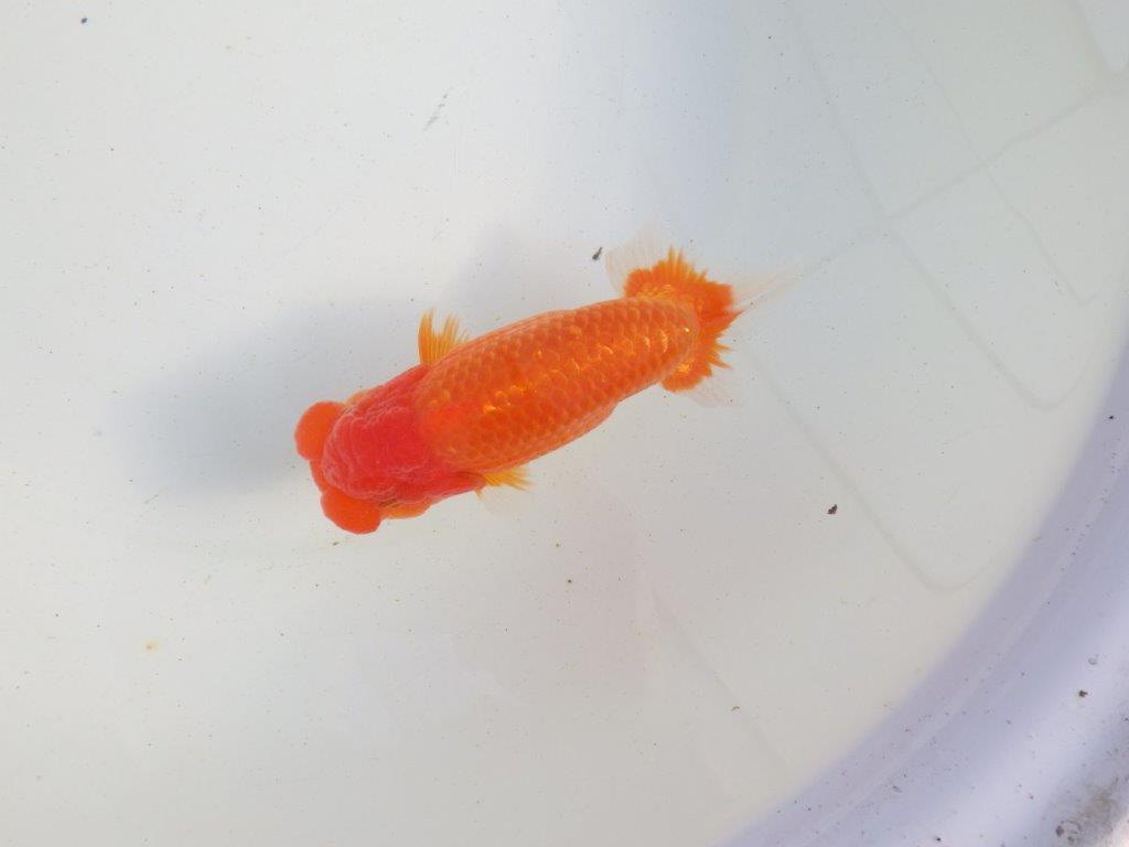 【愛知 伊藤孝広 氏】種にもお勧めしたい明け二歳らんちゅう 約13,5㎝ オス?