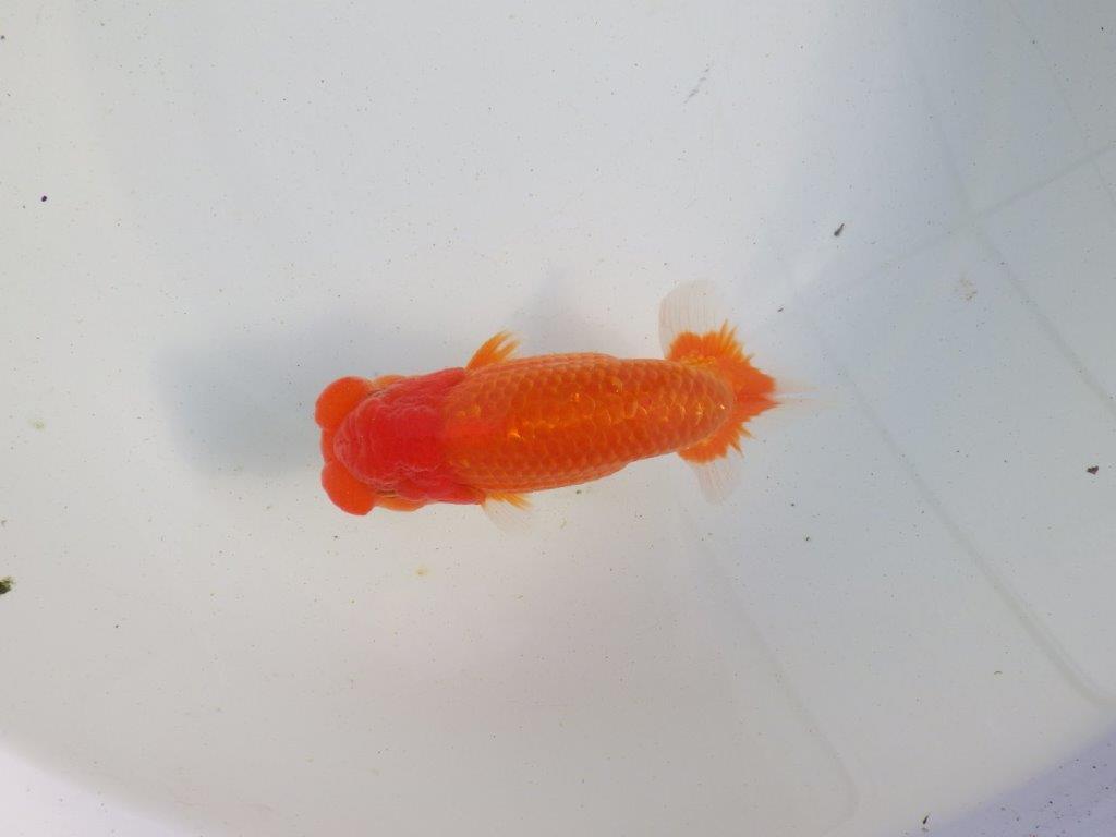 【愛知 伊藤孝広 氏】種にもお勧めしたい明け二歳らんちゅう 約13,5㎝ オス?