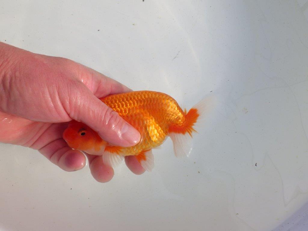 【愛知 伊藤孝広 氏】種にもお勧めしたい明け二歳らんちゅう 約13,5㎝ オス?