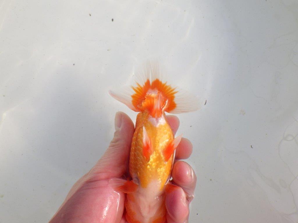 【愛知 伊藤孝広 氏】種にもお勧めしたい明け二歳らんちゅう 約13,5㎝ オス?