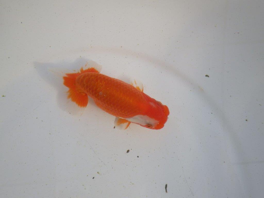 【愛知 伊藤孝広 氏】素晴らしい尾型、構え!明け二歳らんちゅう 約12,5㎝ オス?