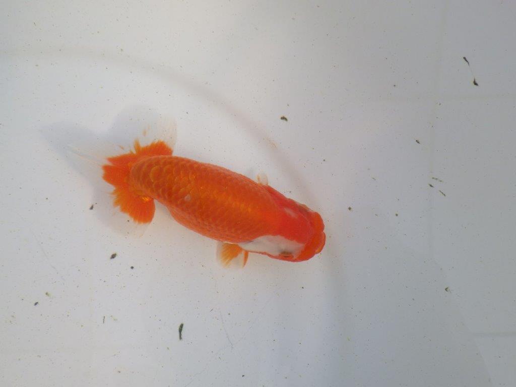 【愛知 伊藤孝広 氏】素晴らしい尾型、構え!明け二歳らんちゅう 約12,5㎝ オス?