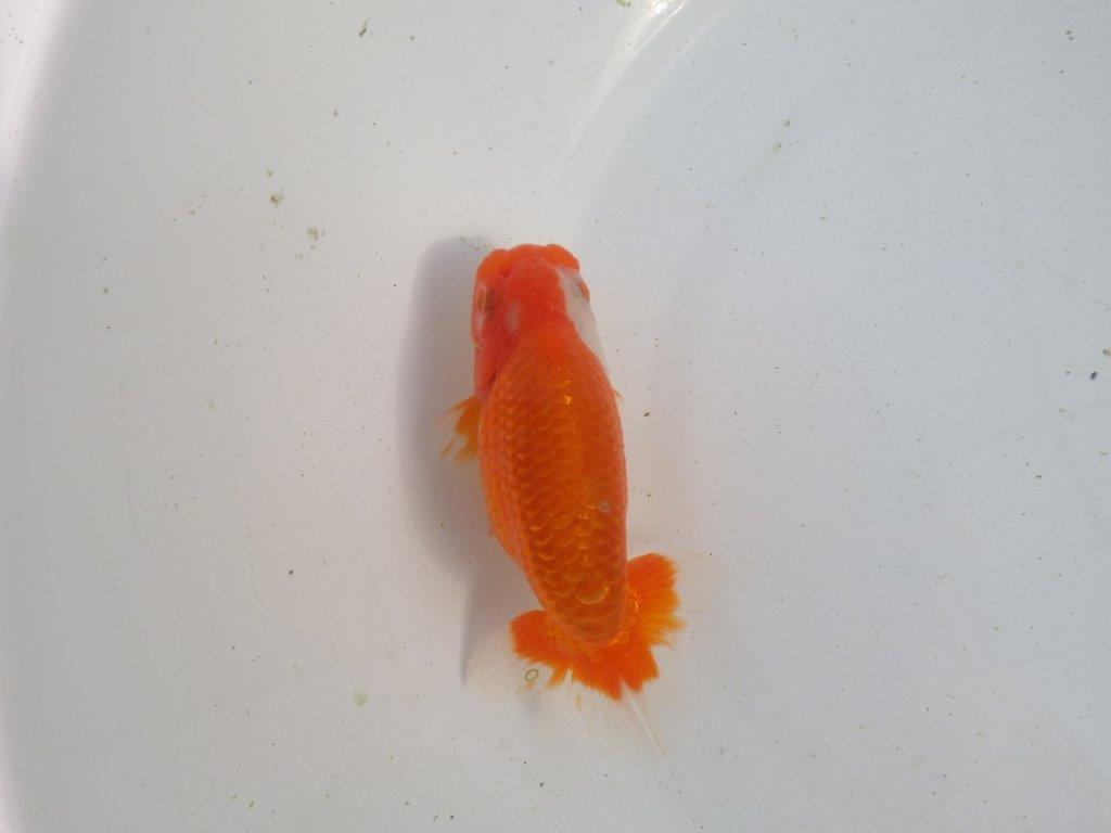 【愛知 伊藤孝広 氏】素晴らしい尾型、構え!明け二歳らんちゅう 約12,5㎝ オス?