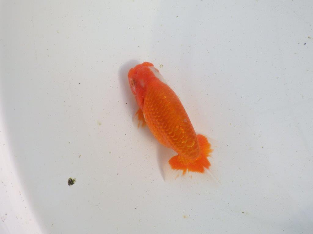 【愛知 伊藤孝広 氏】素晴らしい尾型、構え!明け二歳らんちゅう 約12,5㎝ オス?