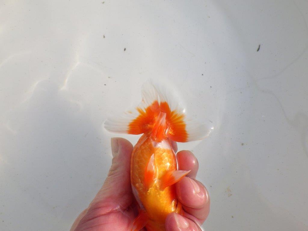 【愛知 伊藤孝広 氏】素晴らしい尾型、構え!明け二歳らんちゅう 約12,5㎝ オス?