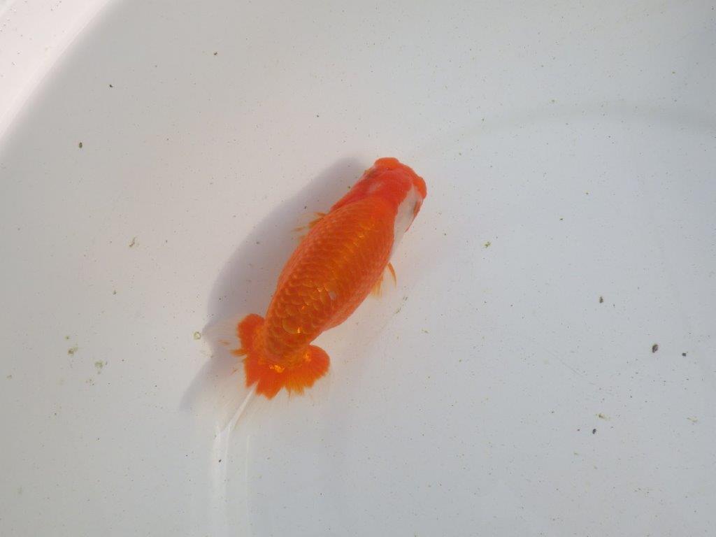 【愛知 伊藤孝広 氏】素晴らしい尾型、構え!明け二歳らんちゅう 約12,5㎝ オス?