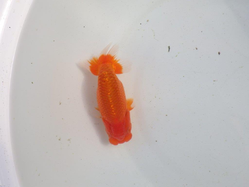 【愛知 伊藤孝広 氏】タネにお勧め!明け二歳らんちゅう 約12,5㎝ オス?