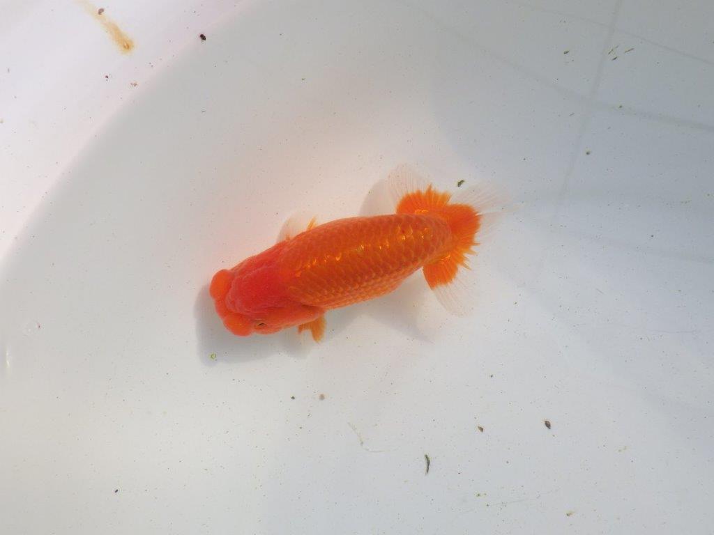 【愛知 伊藤孝広 氏】タネにお勧め!明け二歳らんちゅう 約12,5㎝ オス?