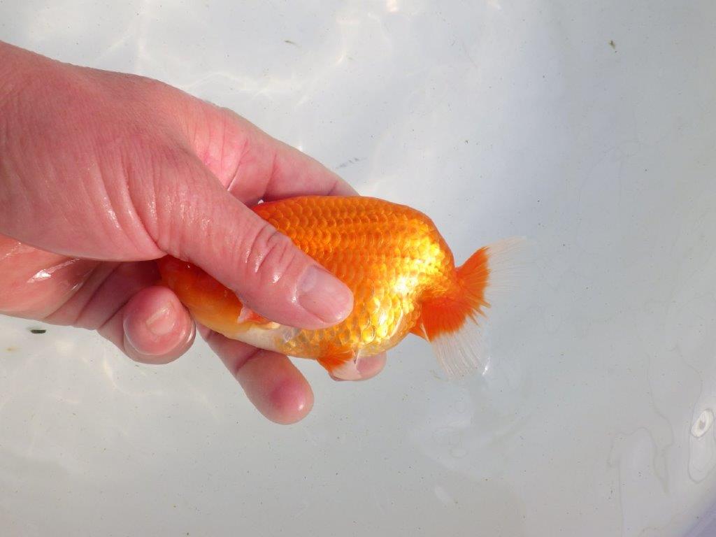 【愛知 伊藤孝広 氏】タネにお勧め!明け二歳らんちゅう 約12,5㎝ オス?