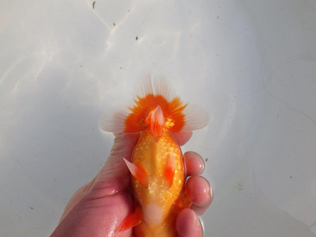 【愛知 伊藤孝広 氏】タネにお勧め!明け二歳らんちゅう 約12,5㎝ オス?