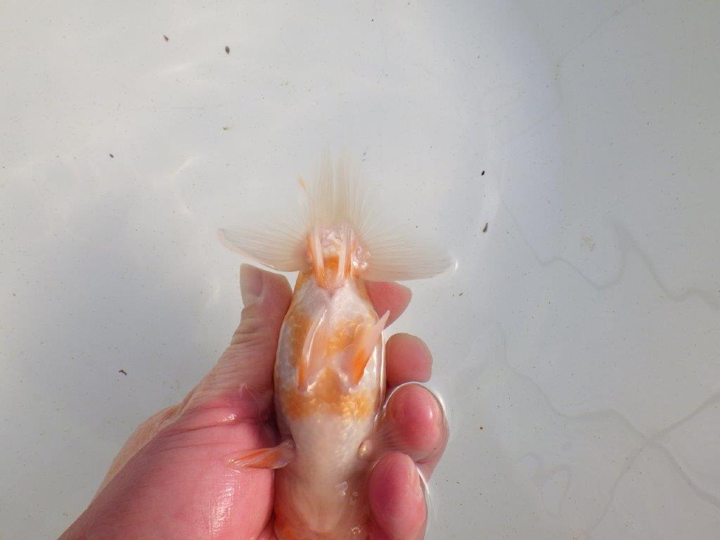 【愛知 伊藤孝広 氏】ご鑑賞お勧め！明け二歳らんちゅう 約13㎝ オス？