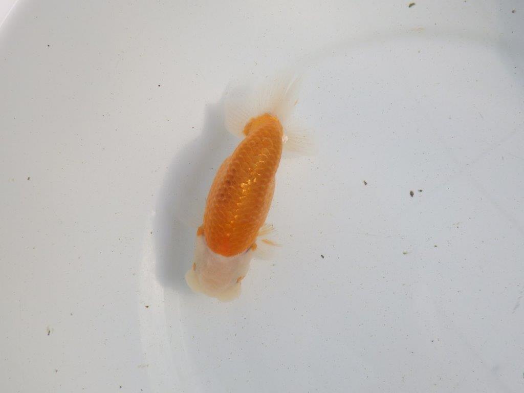 【愛知 伊藤孝広 氏】ご鑑賞お勧め！明け二歳らんちゅう 約13㎝ オス？