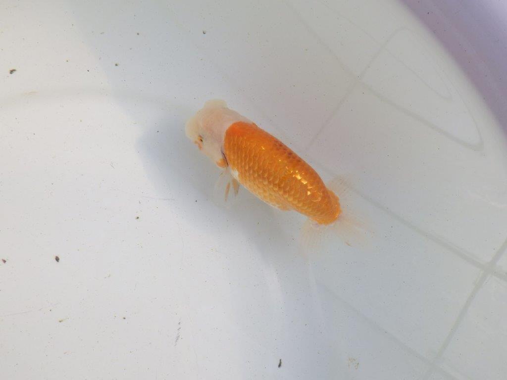 【愛知 伊藤孝広 氏】ご鑑賞お勧め！明け二歳らんちゅう 約13㎝ オス？