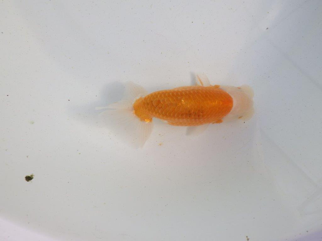 【愛知 伊藤孝広 氏】ご鑑賞お勧め！明け二歳らんちゅう 約13㎝ オス？