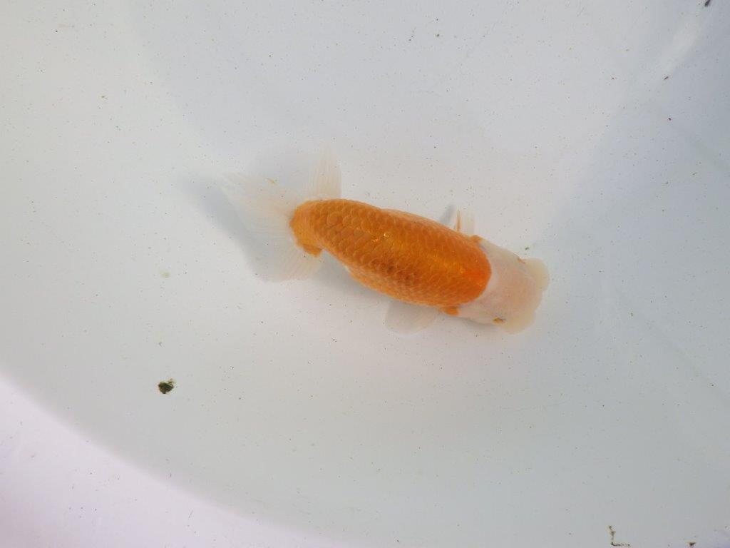 【愛知 伊藤孝広 氏】ご鑑賞お勧め！明け二歳らんちゅう 約13㎝ オス？