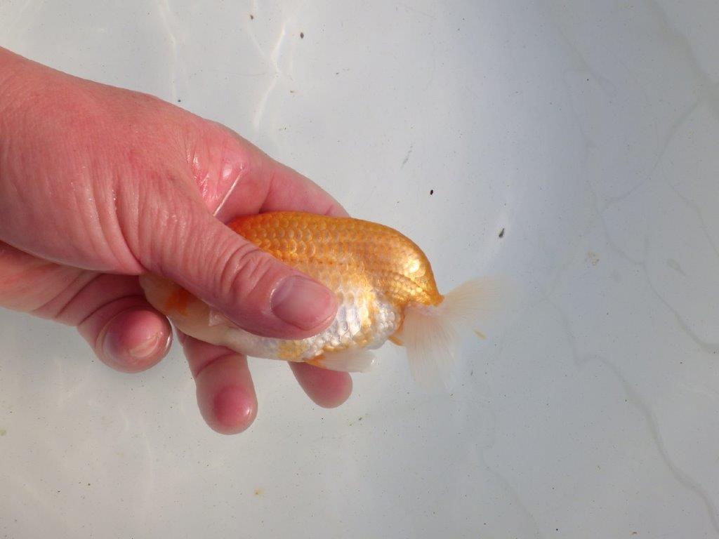 【愛知 伊藤孝広 氏】ご鑑賞お勧め！明け二歳らんちゅう 約13㎝ オス？