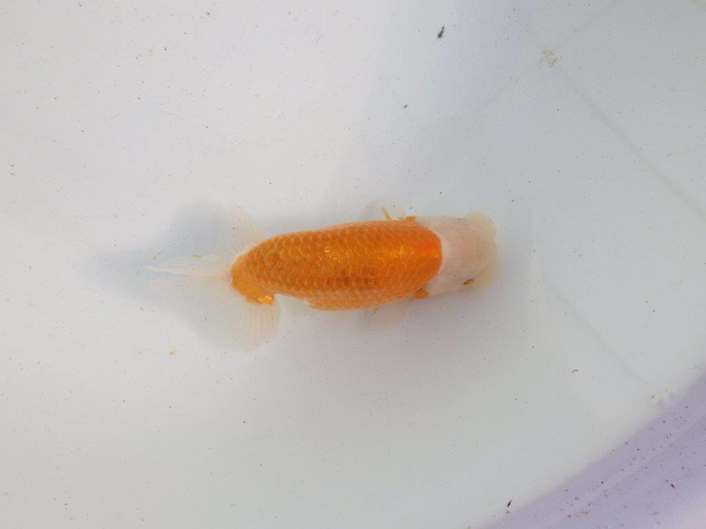 【愛知 伊藤孝広 氏】ご鑑賞お勧め！明け二歳らんちゅう 約13㎝ オス？