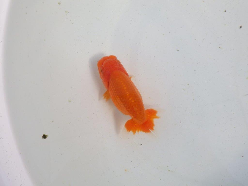 【愛知 伊藤孝広 氏】素材の良い明け二歳らんちゅう 約11,5㎝ メス？