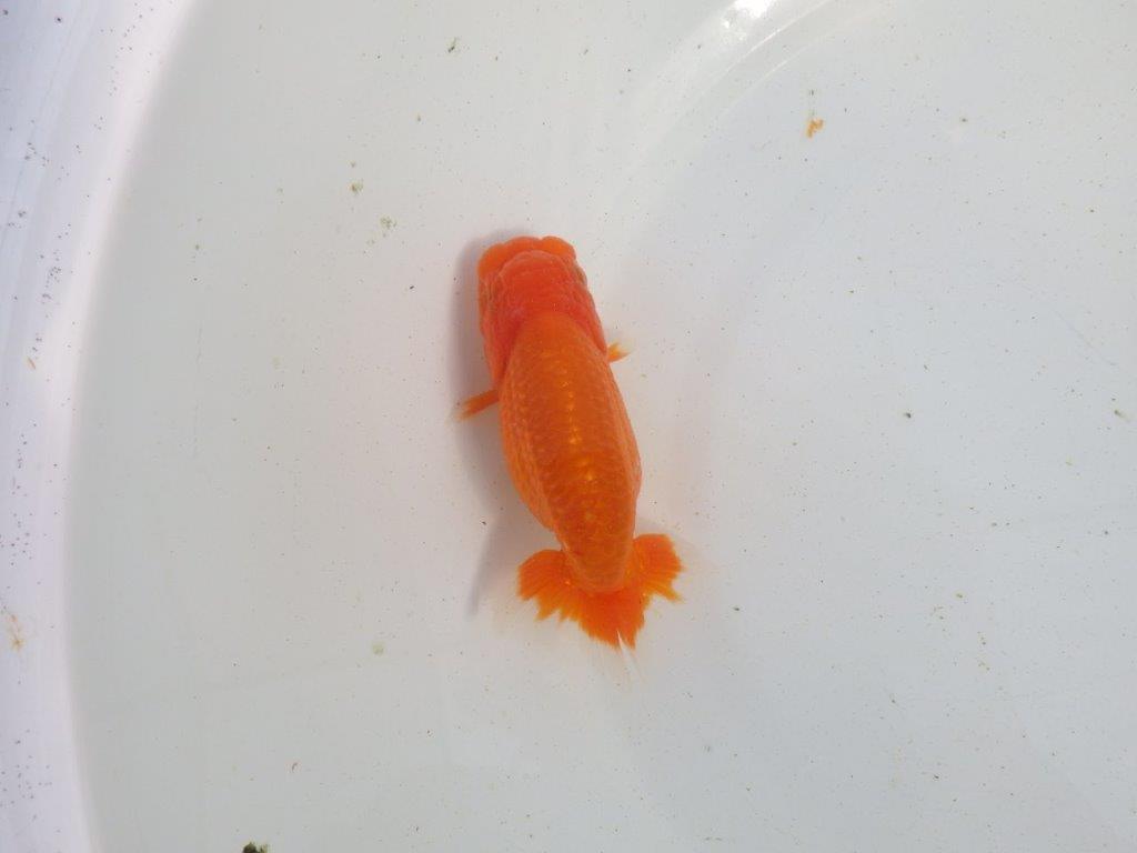 【愛知 伊藤孝広 氏】素材の良い明け二歳らんちゅう 約11,5㎝ メス？