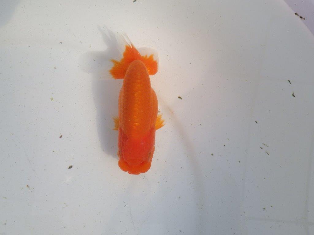 【愛知 伊藤孝広 氏】素材の良い明け二歳らんちゅう 約11,5㎝ メス？