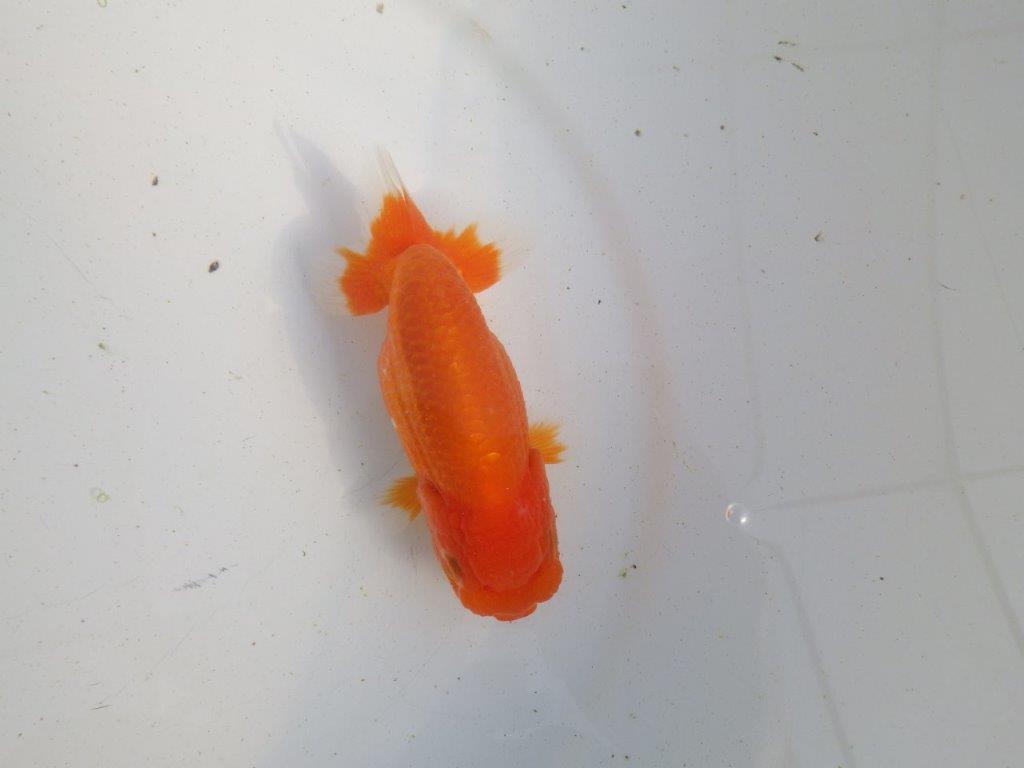 【愛知 伊藤孝広 氏】素材の良い明け二歳らんちゅう 約11,5㎝ メス？