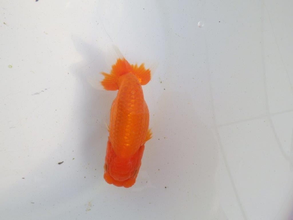 【愛知 伊藤孝広 氏】素材の良い明け二歳らんちゅう 約11,5㎝ メス？