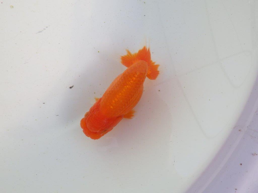 【愛知 伊藤孝広 氏】素材の良い明け二歳らんちゅう 約11,5㎝ メス？