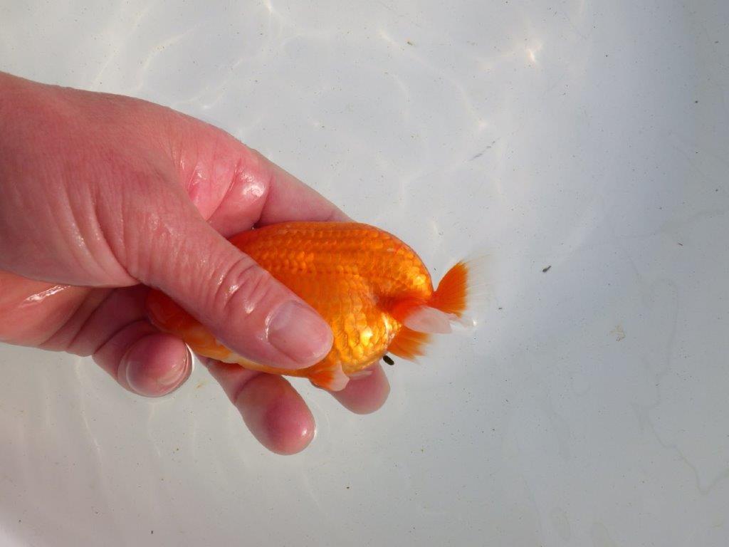 【愛知 伊藤孝広 氏】素材の良い明け二歳らんちゅう 約11,5㎝ メス？