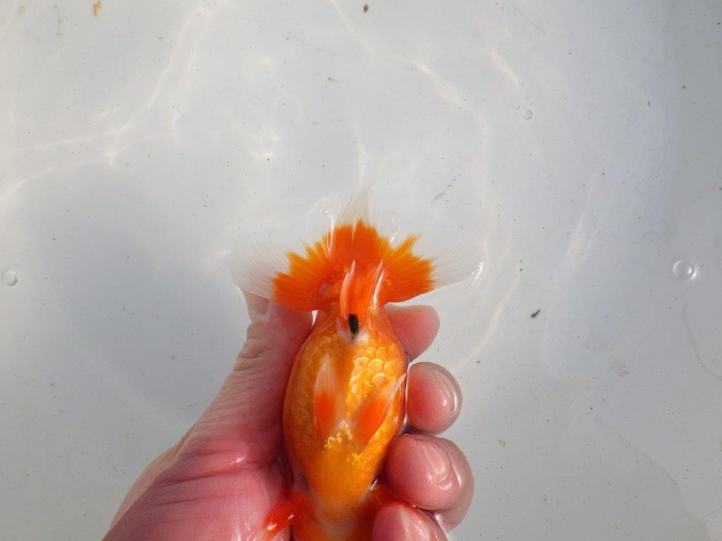 【愛知 伊藤孝広 氏】素材の良い明け二歳らんちゅう 約11,5㎝ メス？