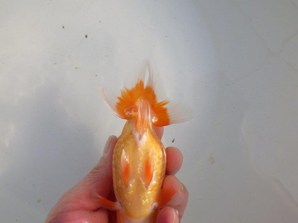 【愛知 伊藤孝広 氏】フンタン＆大きいサイズの明け二歳らんちゅう 約13,5㎝ オス？