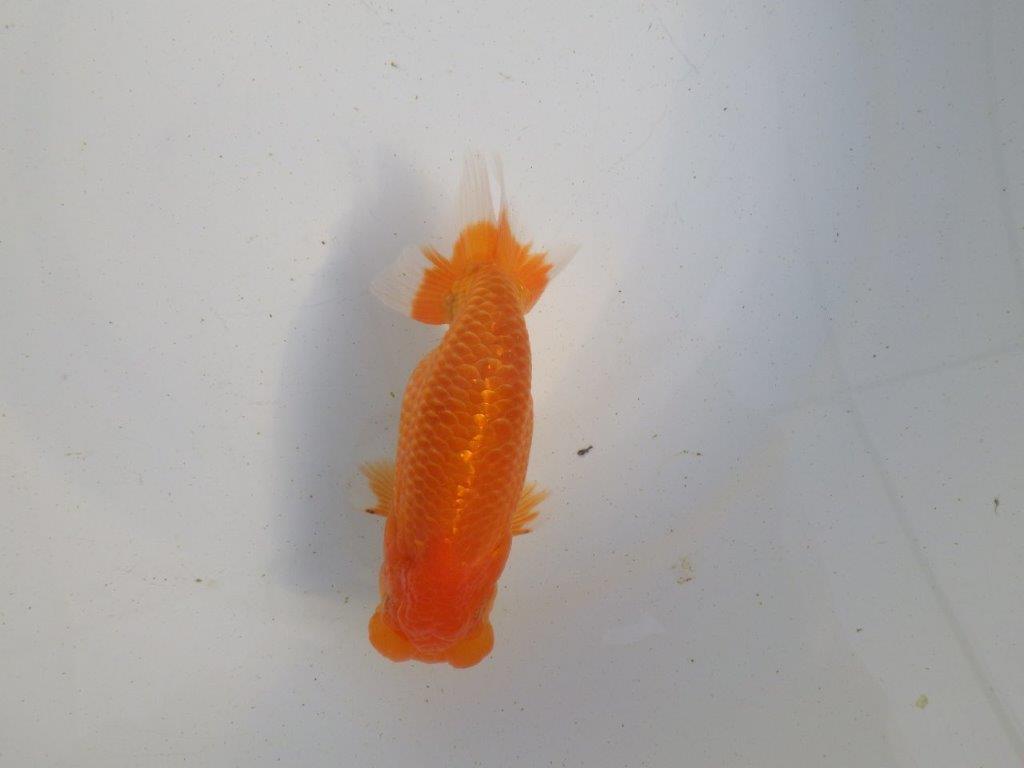 【愛知 伊藤孝広 氏】フンタン＆大きいサイズの明け二歳らんちゅう 約13,5㎝ オス？