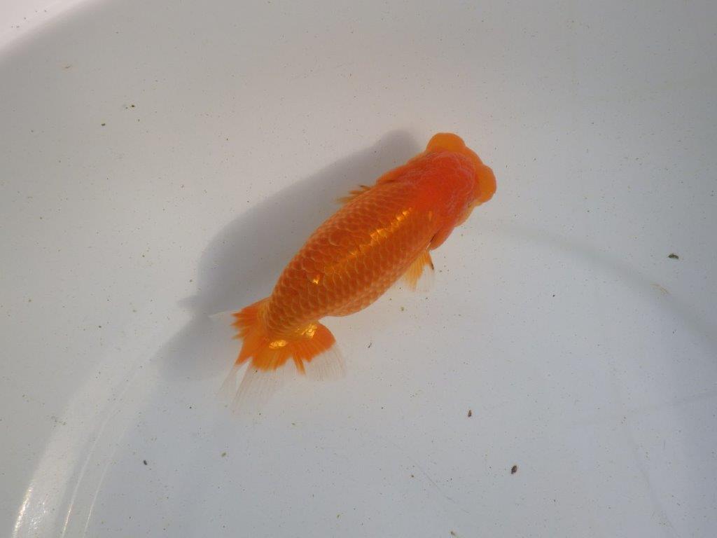 【愛知 伊藤孝広 氏】フンタン＆大きいサイズの明け二歳らんちゅう 約13,5㎝ オス？