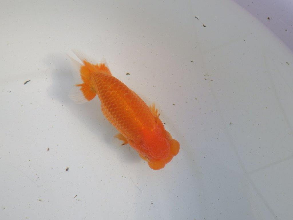 【愛知 伊藤孝広 氏】フンタン＆大きいサイズの明け二歳らんちゅう 約13,5㎝ オス？