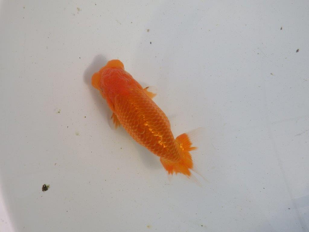 【愛知 伊藤孝広 氏】フンタン＆大きいサイズの明け二歳らんちゅう 約13,5㎝ オス？