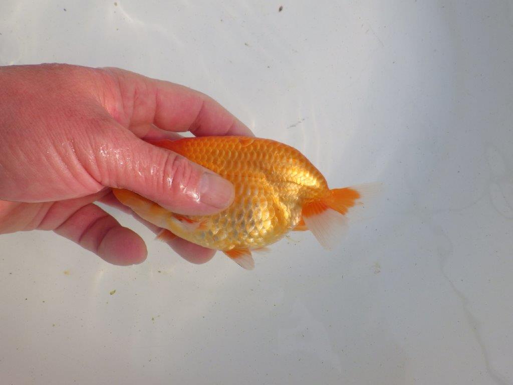 【愛知 伊藤孝広 氏】フンタン＆大きいサイズの明け二歳らんちゅう 約13,5㎝ オス？