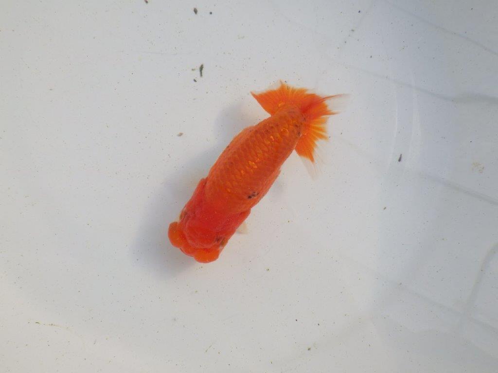 【愛知 伊藤孝広 氏】目指せサイズアップ！明け二歳らんちゅう 約11,5㎝